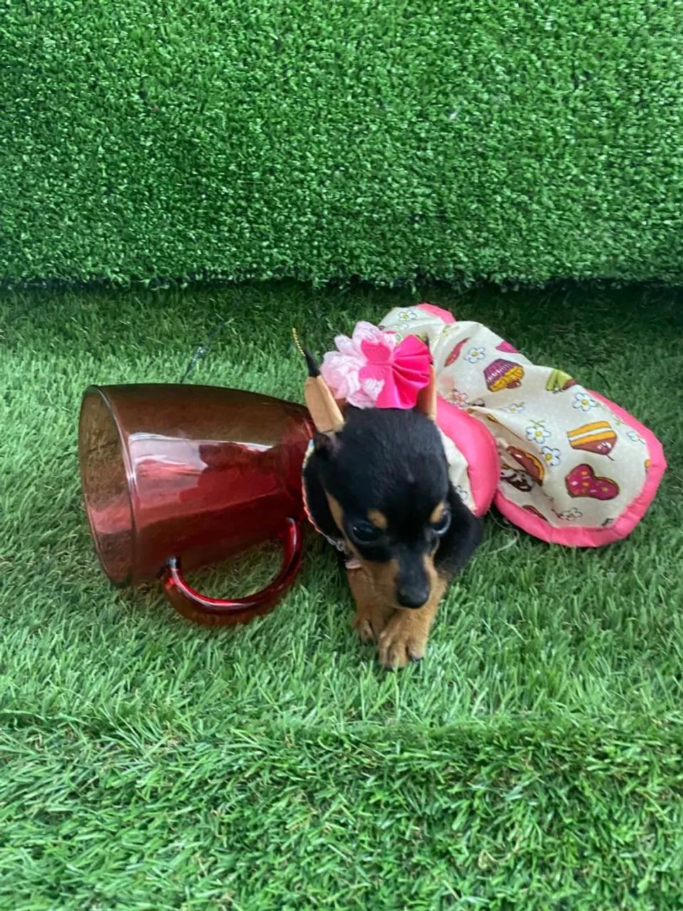 Filhotes de Pinscher Miniatura  - Foto 3