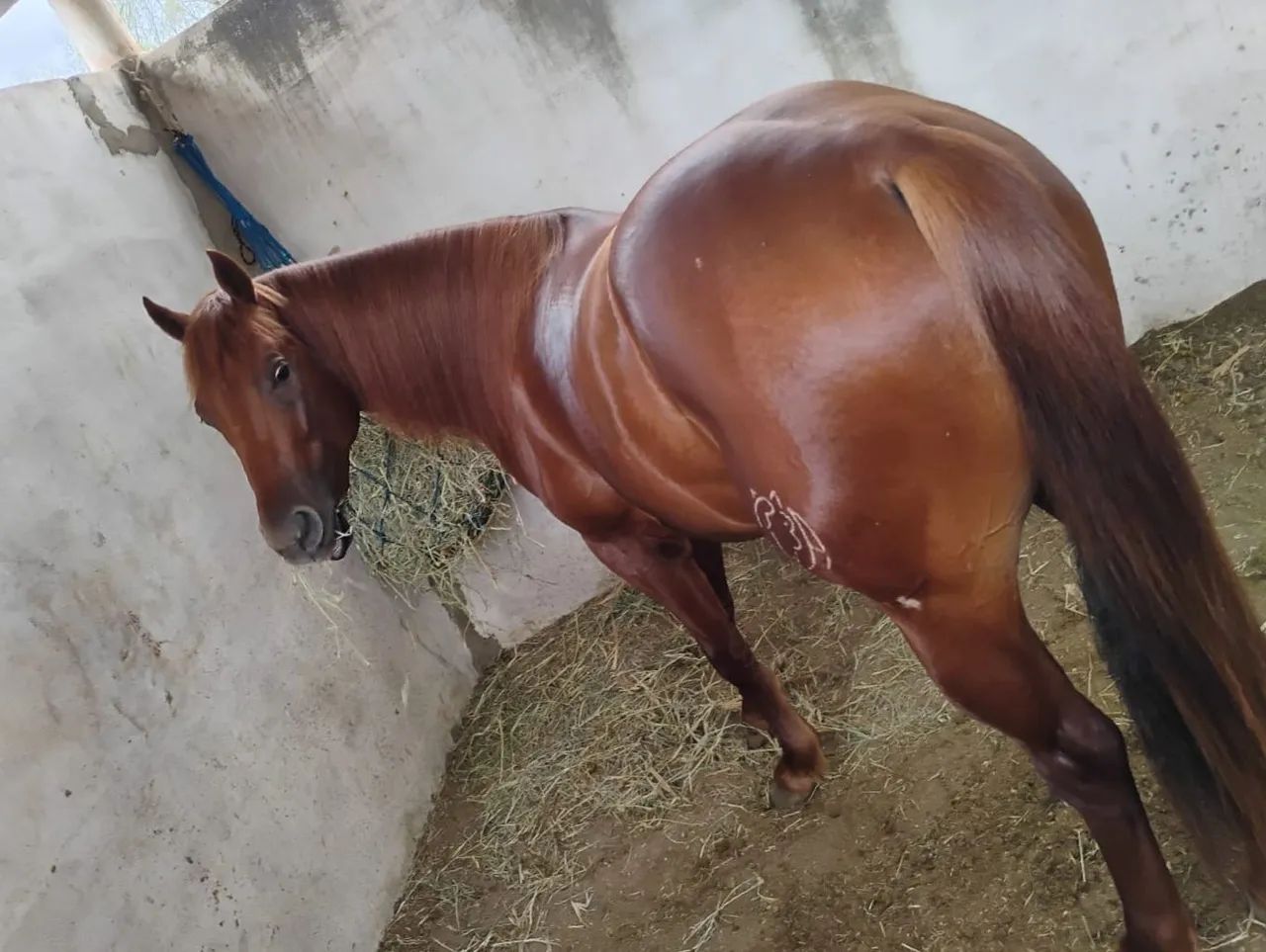Equinos para adoção