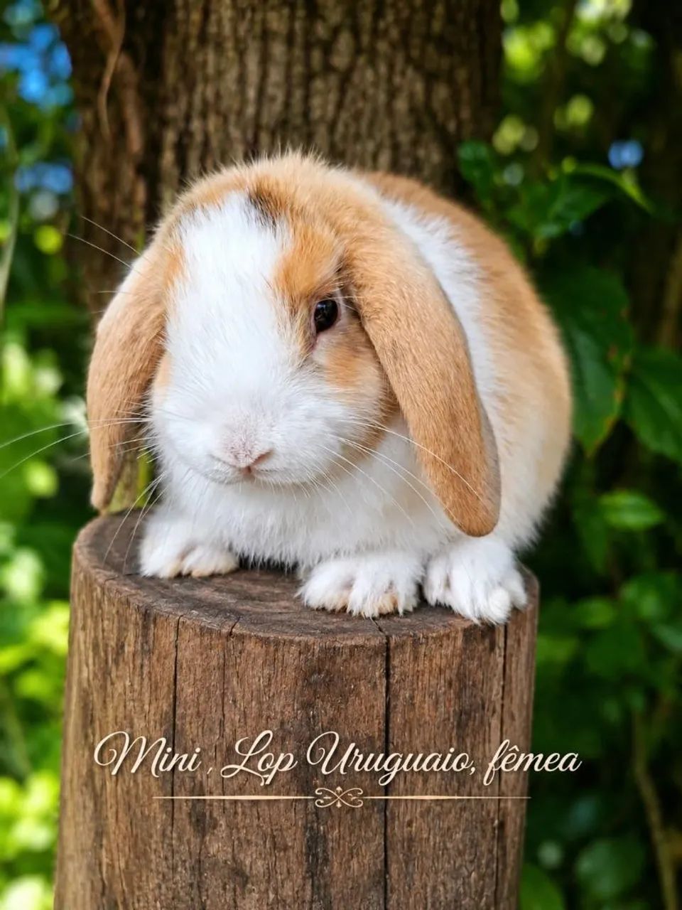 Mini coelhos! - Foto 4
