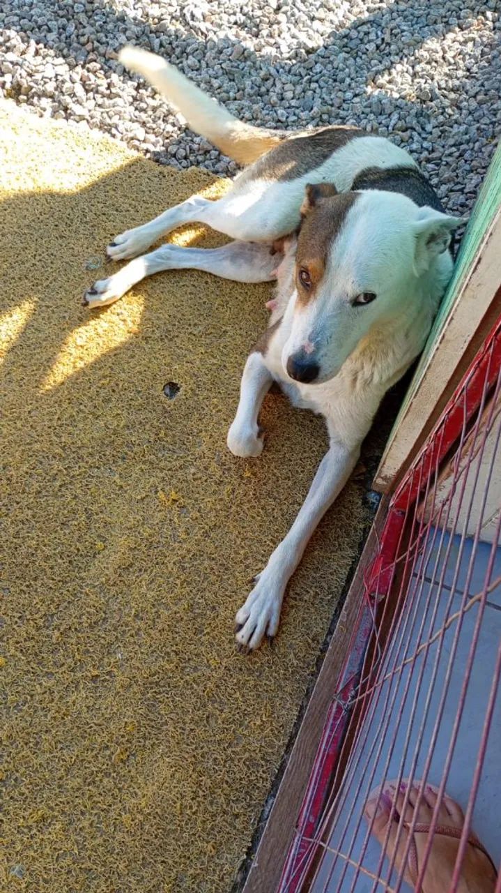 Cachorra para Doação - Foto 3
