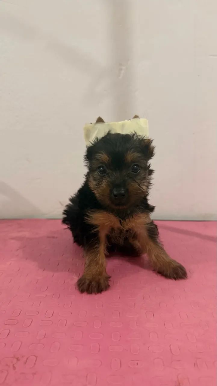 Yorkshire terrier  - Foto 5
