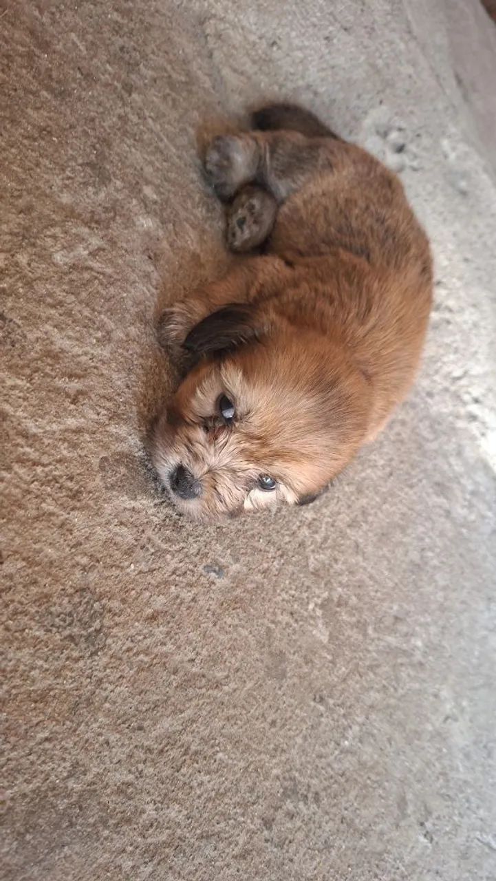 Filhotes de poodle com maltês  - Foto 5