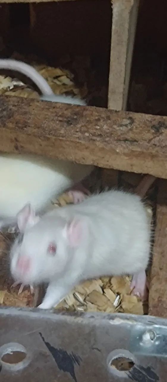 Gerbil  - Foto 4