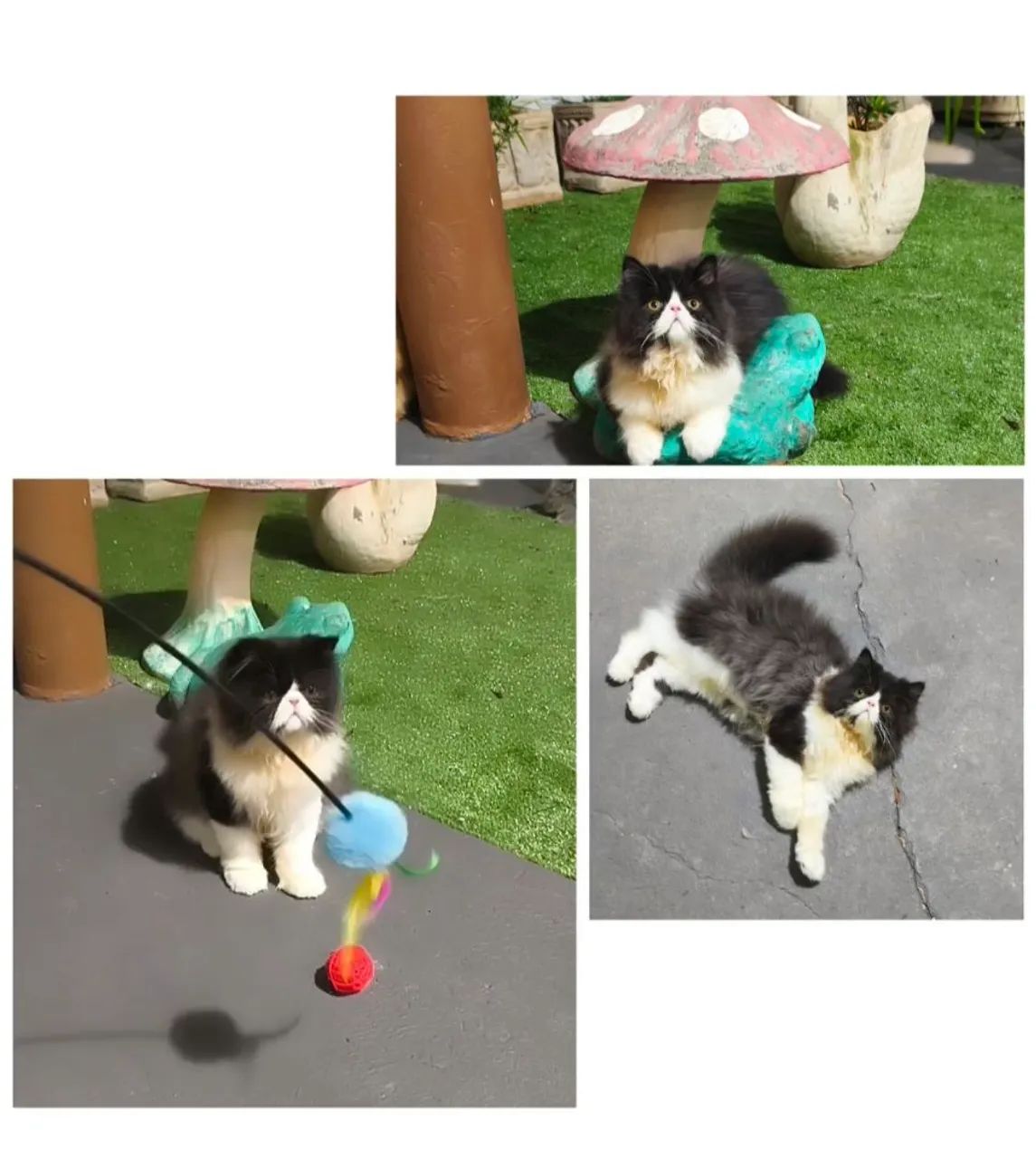 Gatos PERSAS  - Foto 3