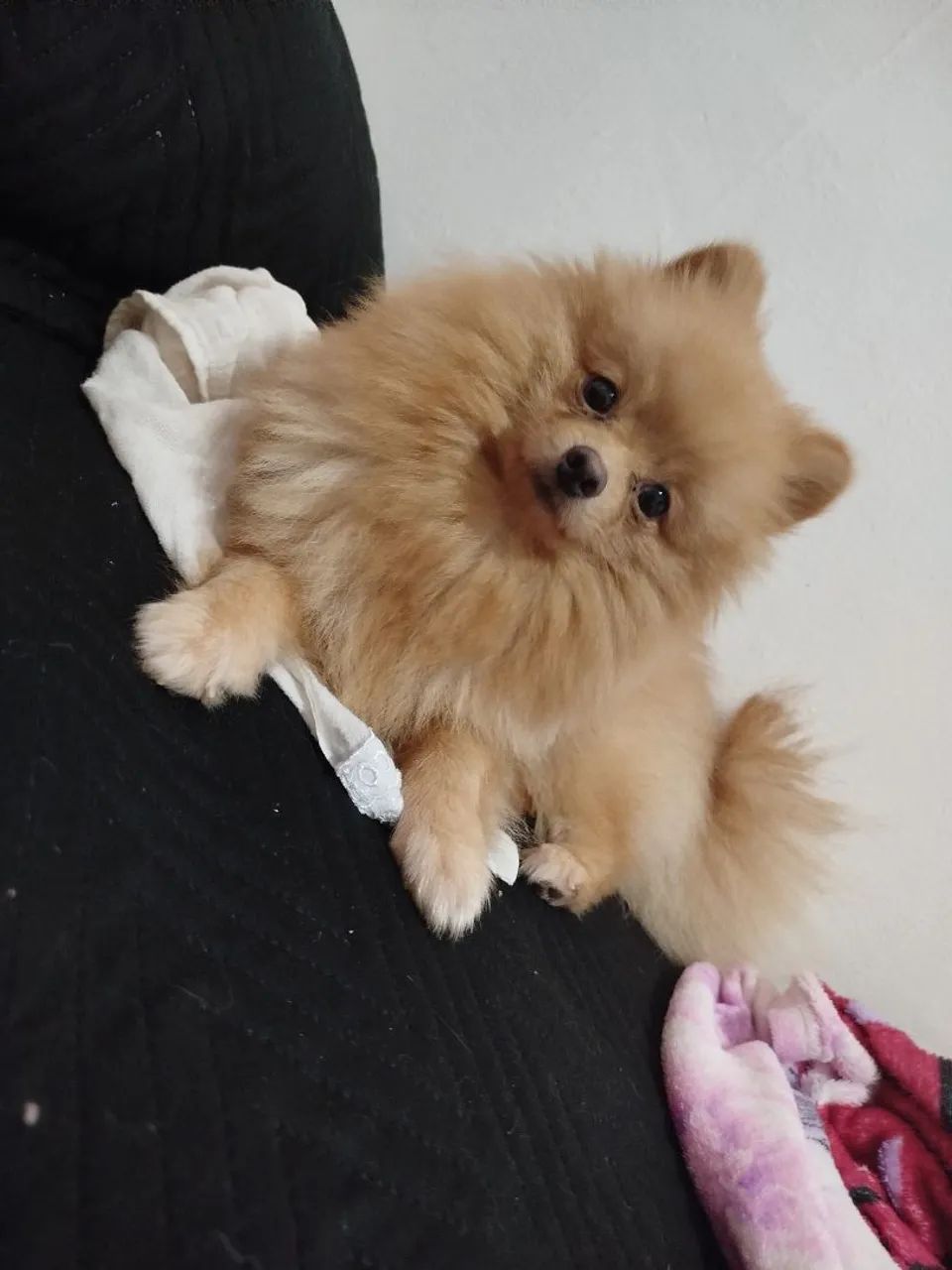 Lulu  - Foto 4