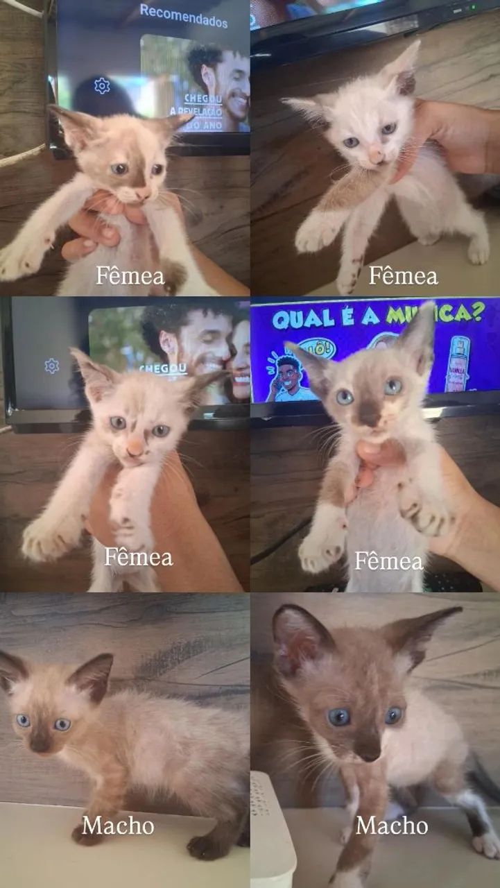 Doação de gato - Foto 2