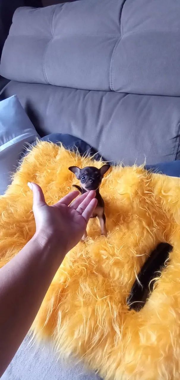 Pinscher Zero fêmea