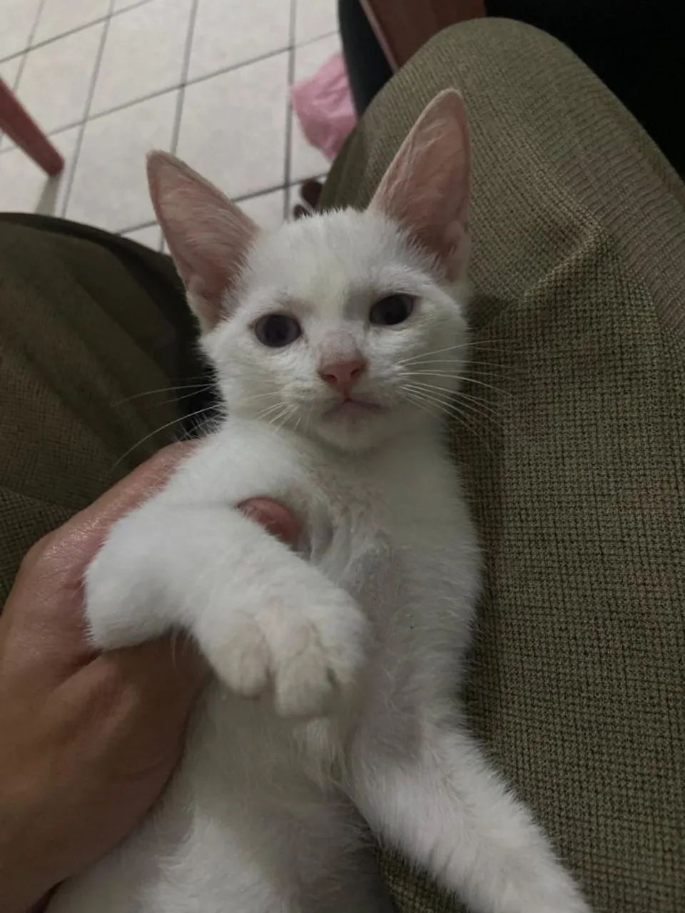 DOA-SE GATA490878091553024004