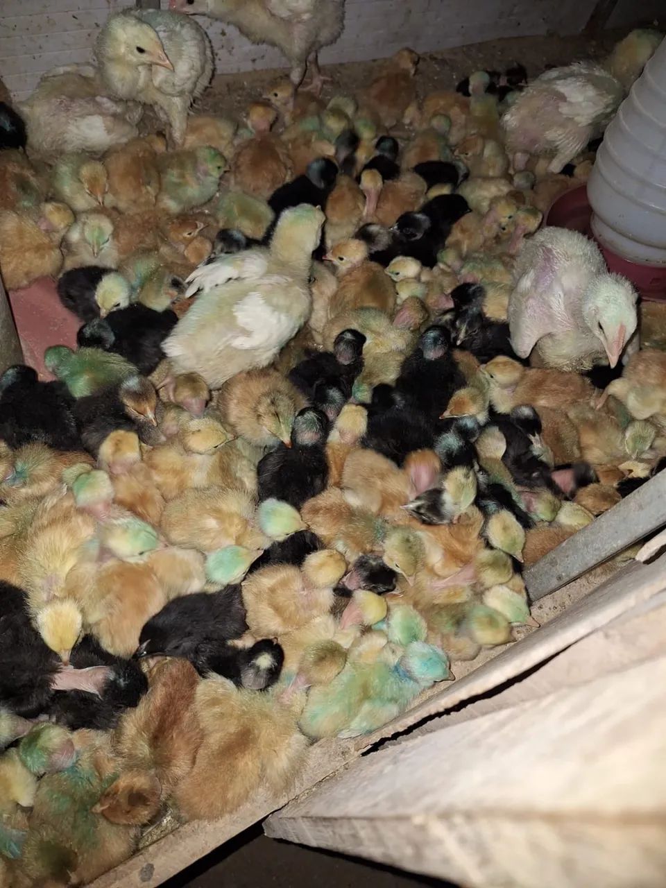 pintinhos - Foto 3