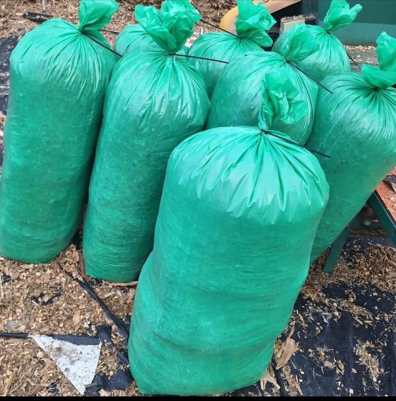 Silagem de milho ensacado 25 kg - Foto 2