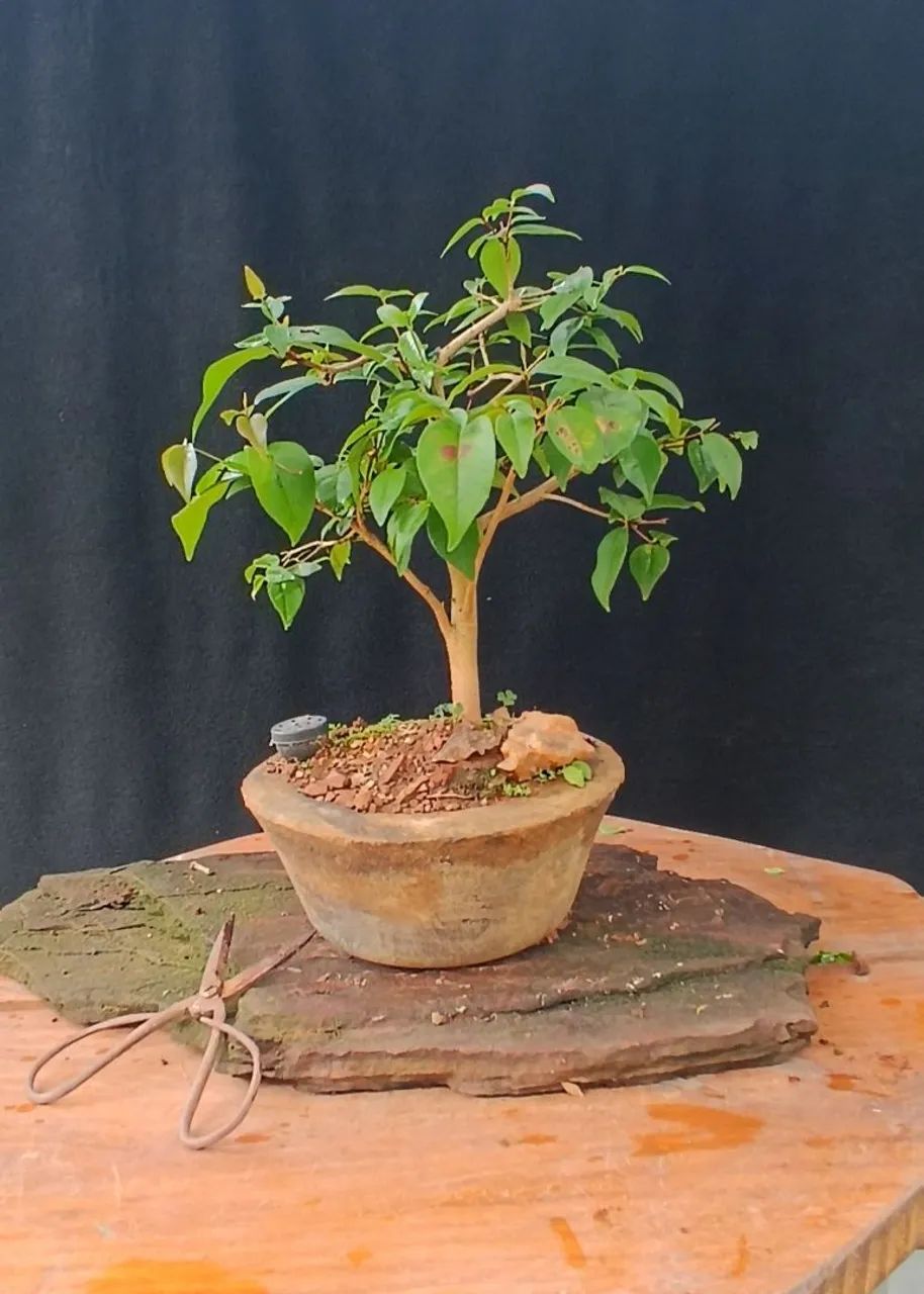 Bonsai Pitanga! - Foto 2
