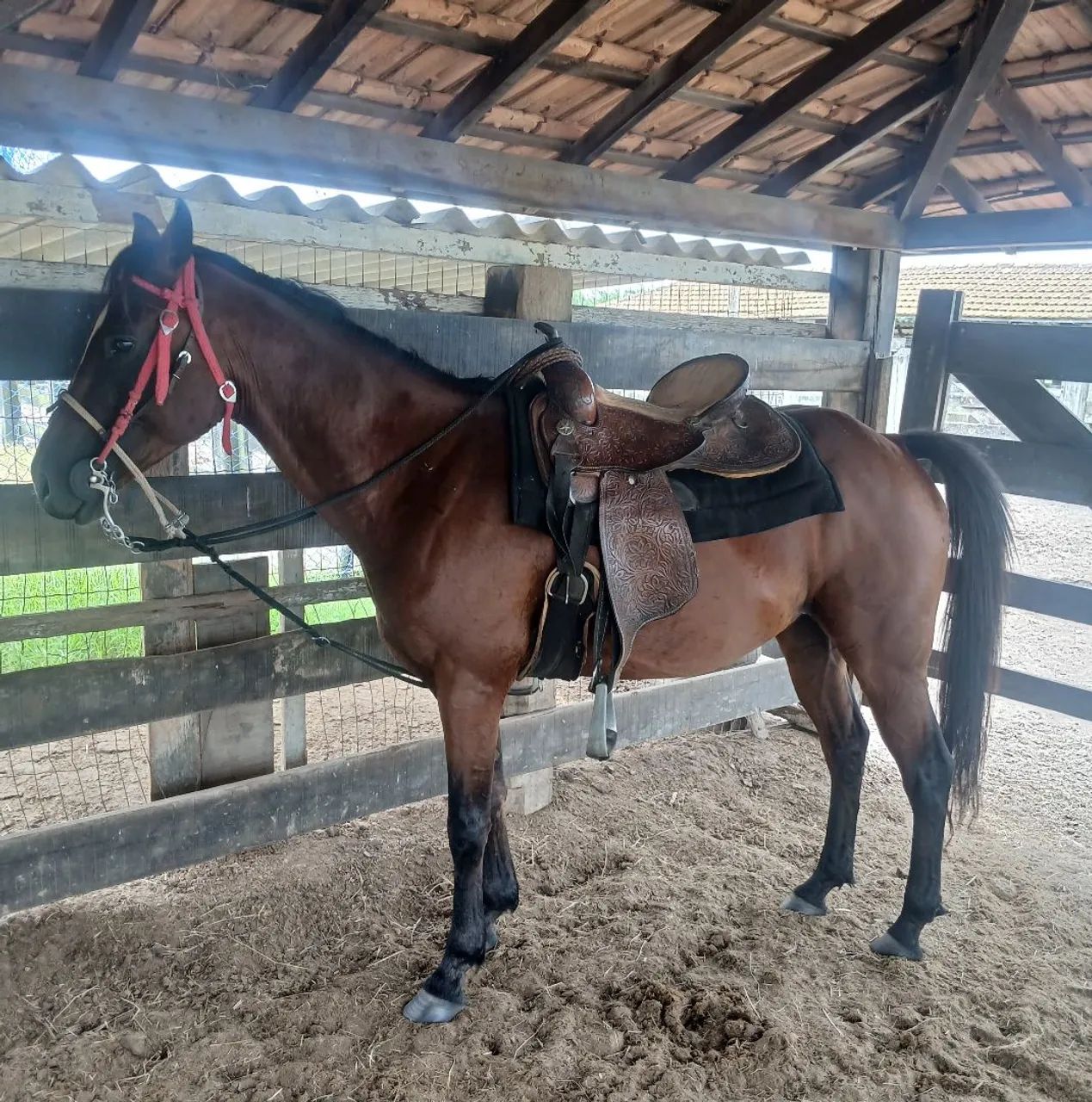 Vendo cavalo  - Foto 5