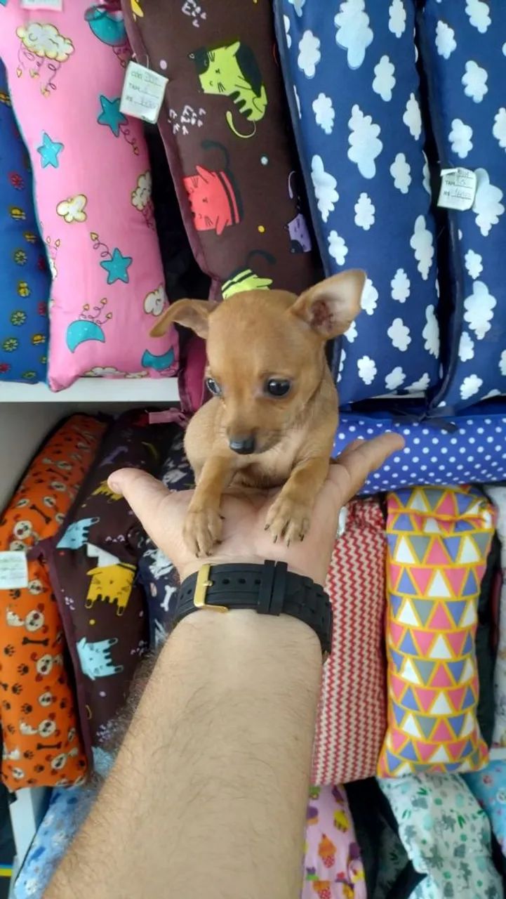 Miniatura de Pinscher com pedigree até 10 parcelas cartão entrega toda Alagoas 
