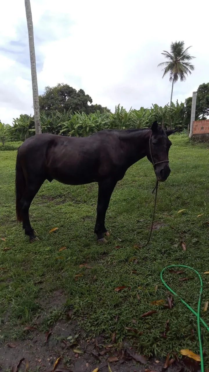 Cavalo 
