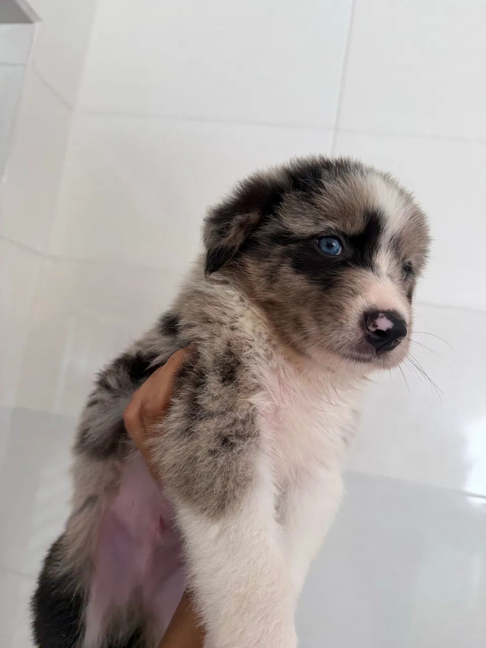 Border Collie | Filhote  - Foto 4