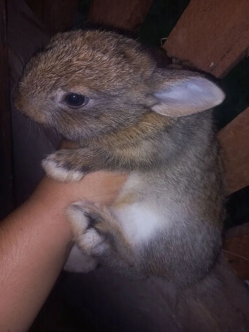 Coelhos filhotes  - Foto 2