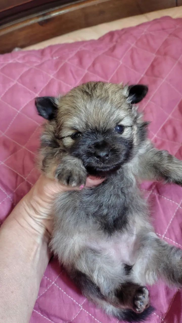 Vendo Lulu da Pomerânia  - Foto 5