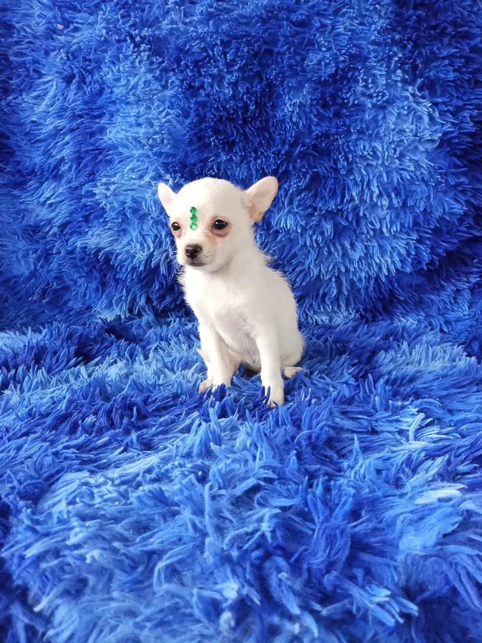 Chihuahua  - Foto 4