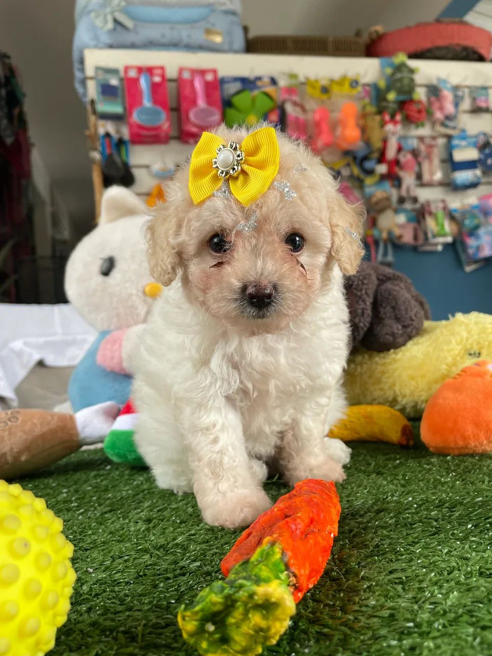 Poodle toy mini $3.900,00 - Foto 2