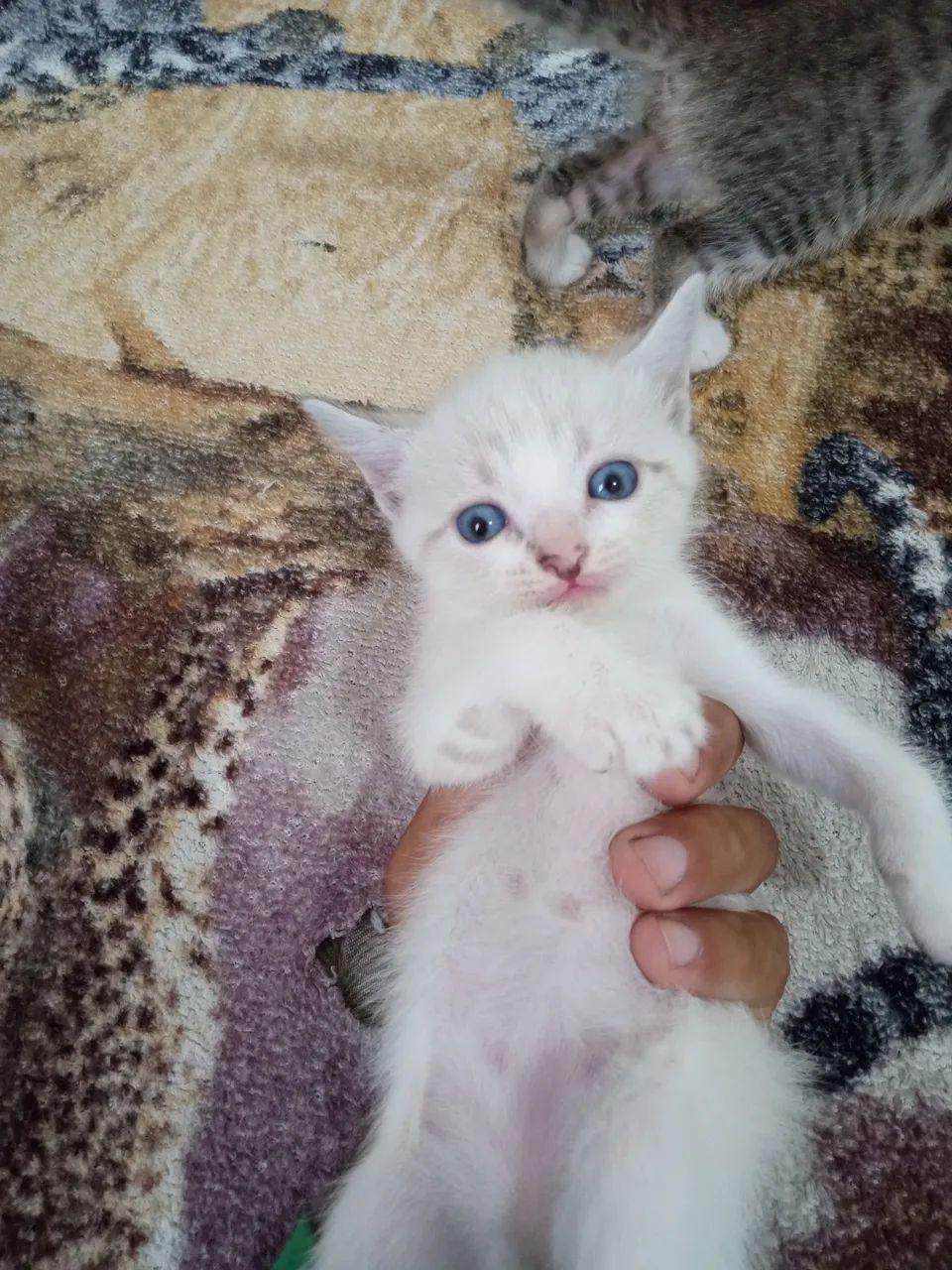 Doação consciente gatinhos quase 2 mêses - Foto 3