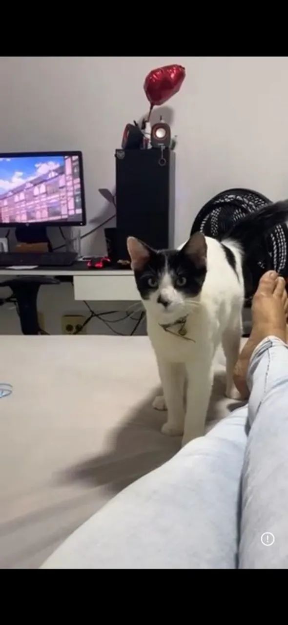 Adoção de gato - Foto 2