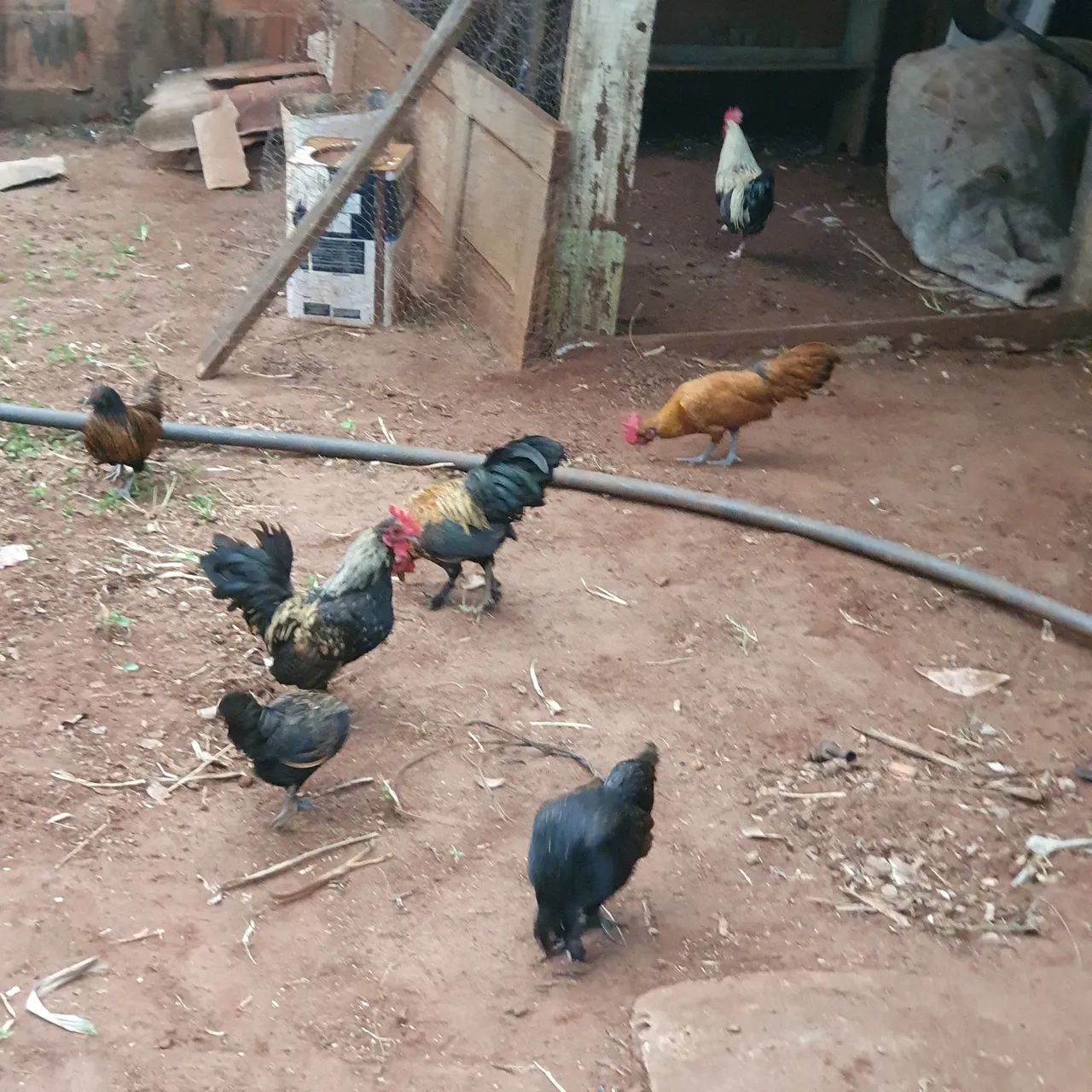 Galo e  galinha (galinhos) 7 garnizés  - Foto 6