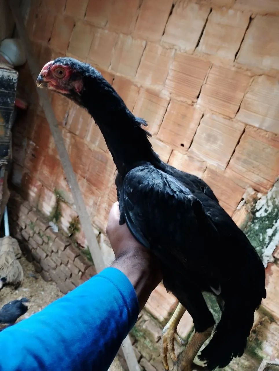 Vendo galinha bico curto  - Foto 2