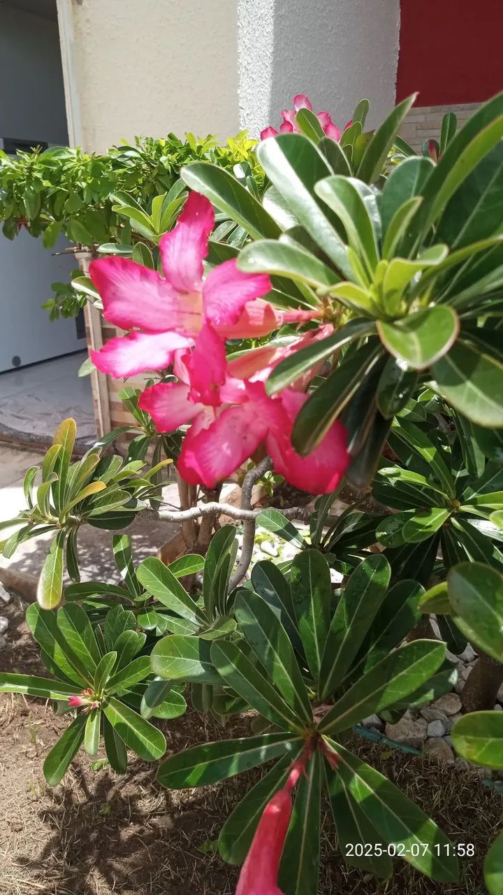 Serviço de jardinagem em geral em Fortaleza  - Foto 3