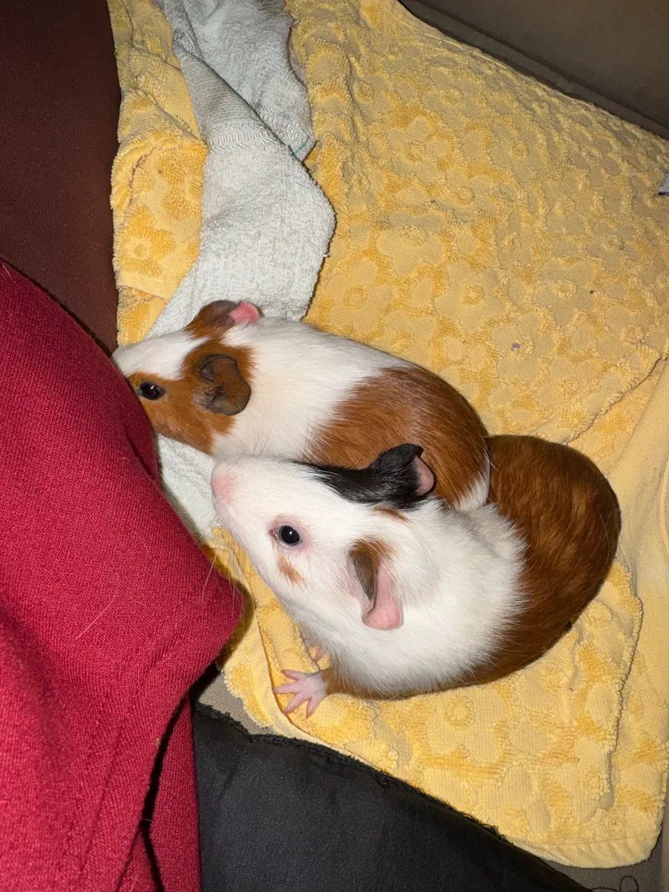 Casal de Porquinho da Índia Filhotes - Foto 3