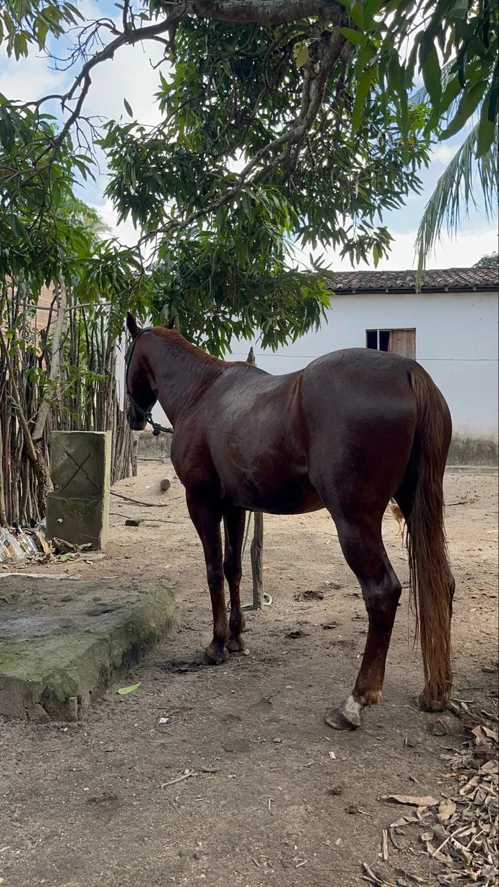Cavalo de procedência  - Foto 2