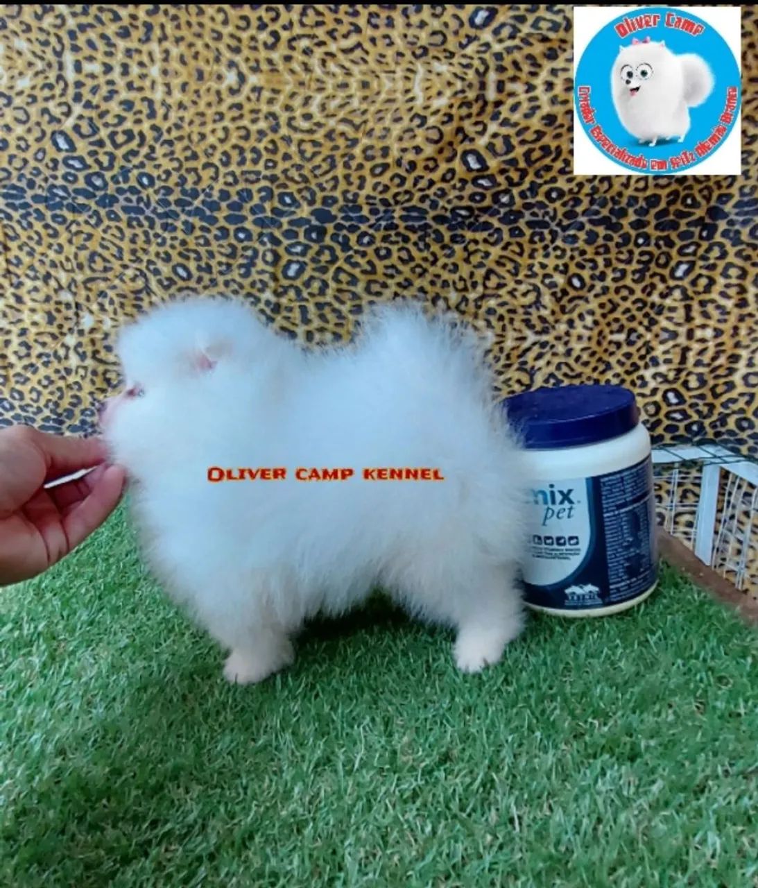 Spitz alemão anão branco  - Foto 5