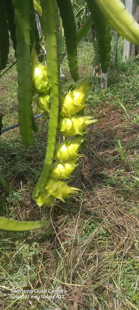 Vende-se mudar de pitaya 