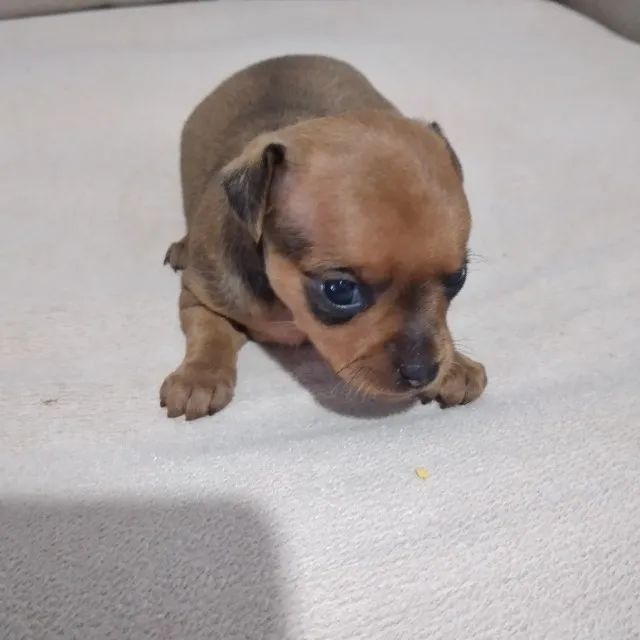 Pincher fêmea  - Foto 4