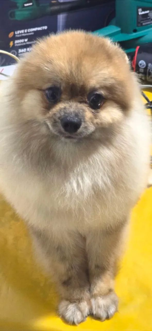 Spitz Alemão macho  - Foto 2