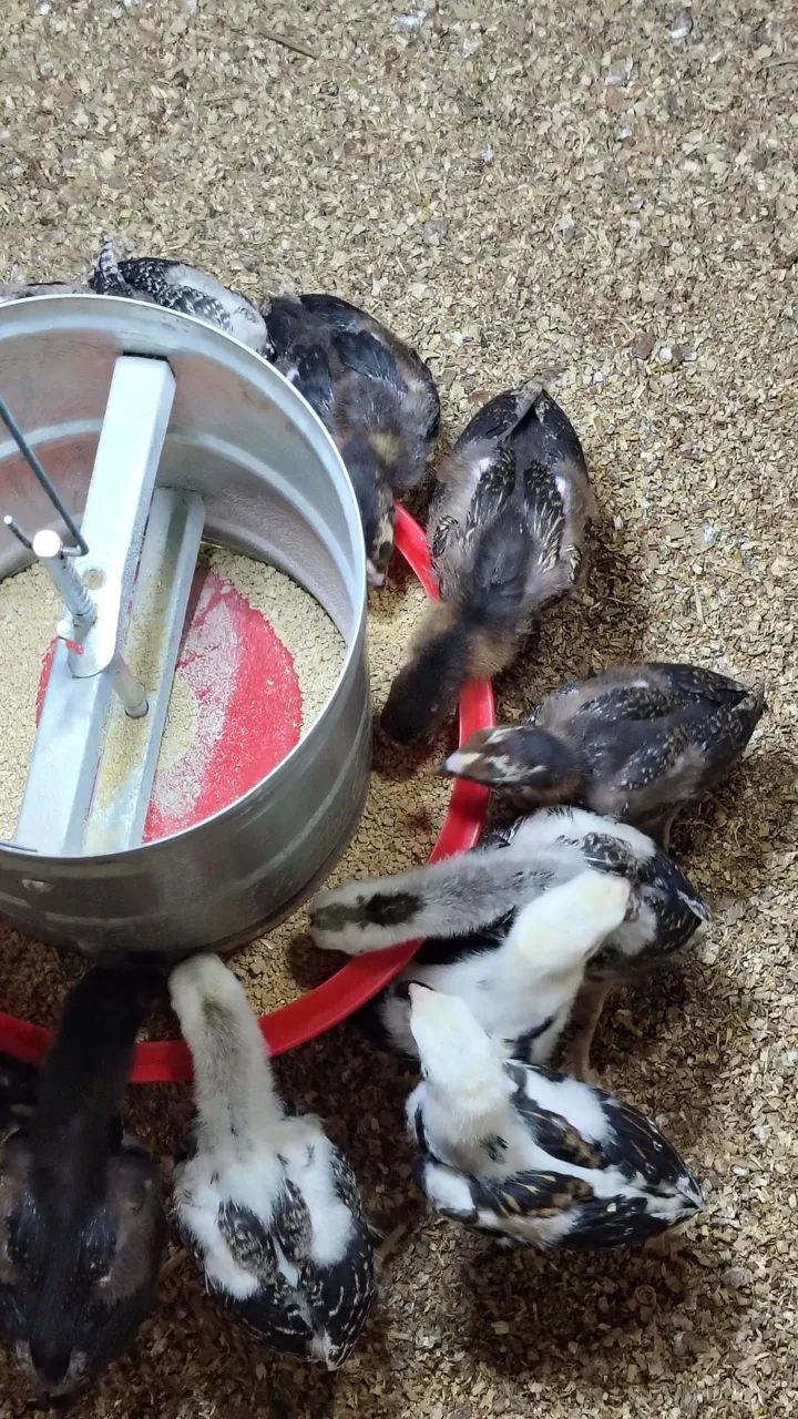 Pintos da raça Mura conhecido como carioca com 25 dias valor individual r$ 30 - Foto 4