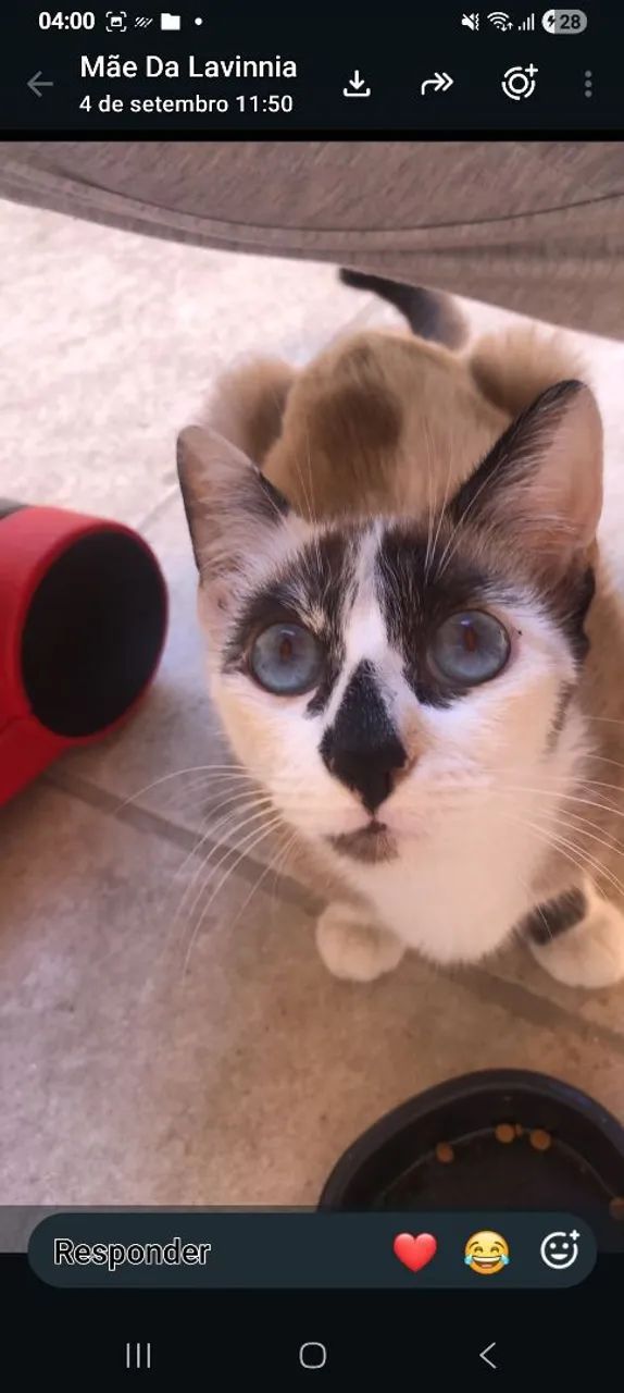 Gato Siamês  - Foto 3