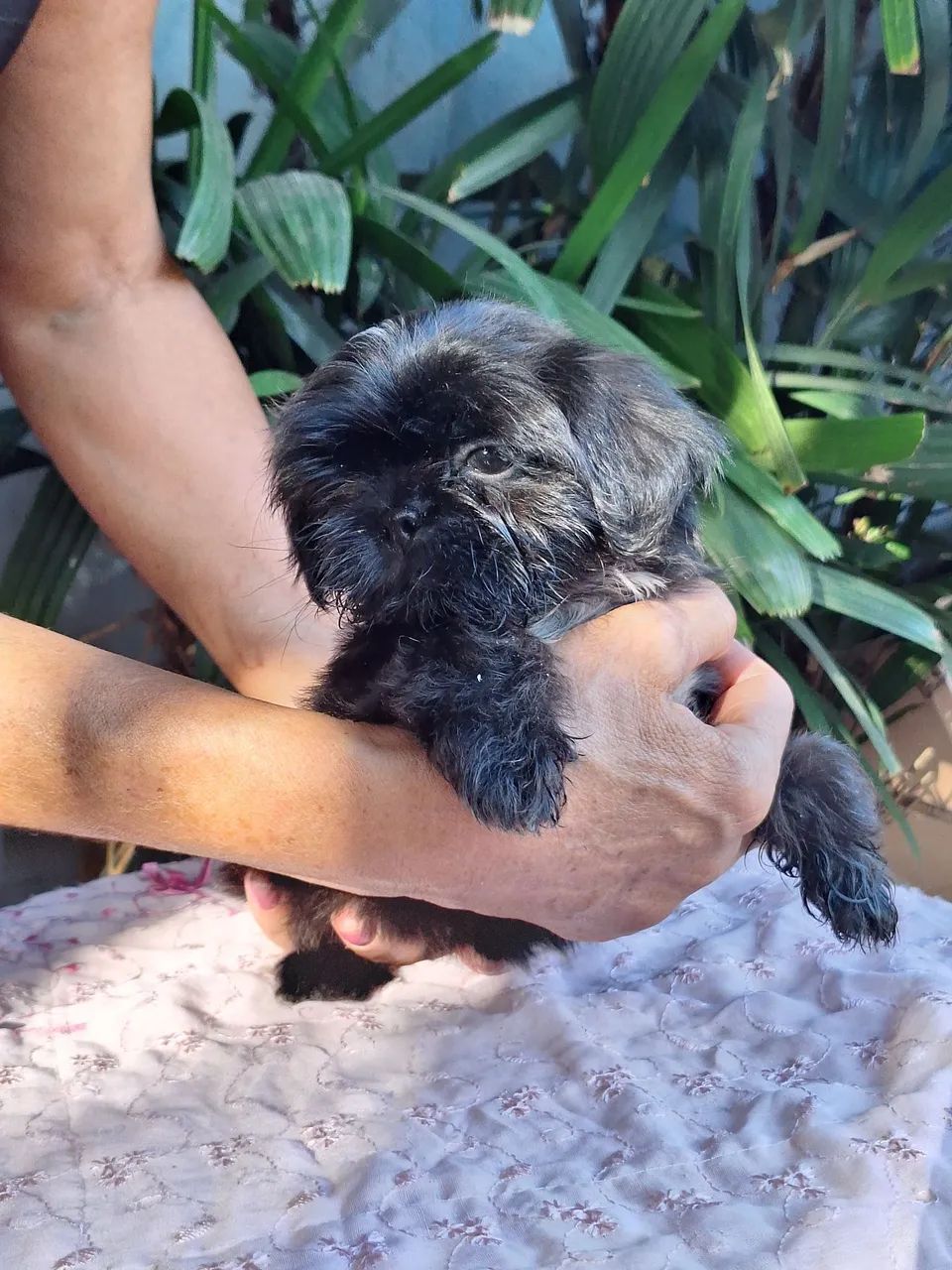 Filhote Shih tzu Macho - Foto 2