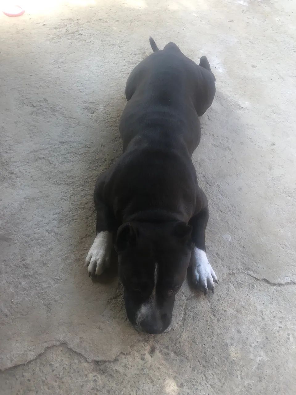 Doação cachorro - Foto 2