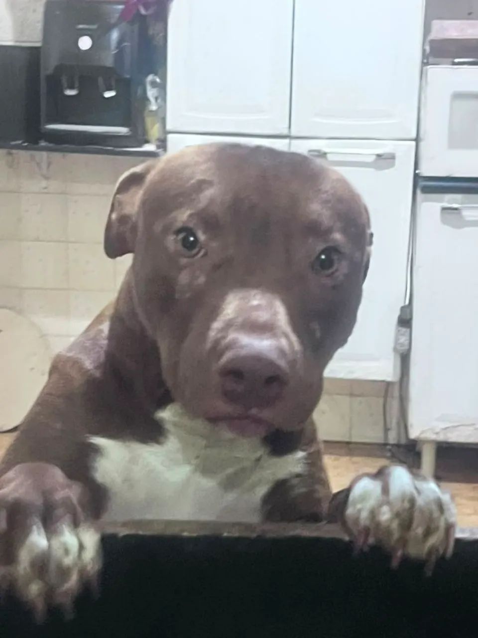 Doação pitbull 