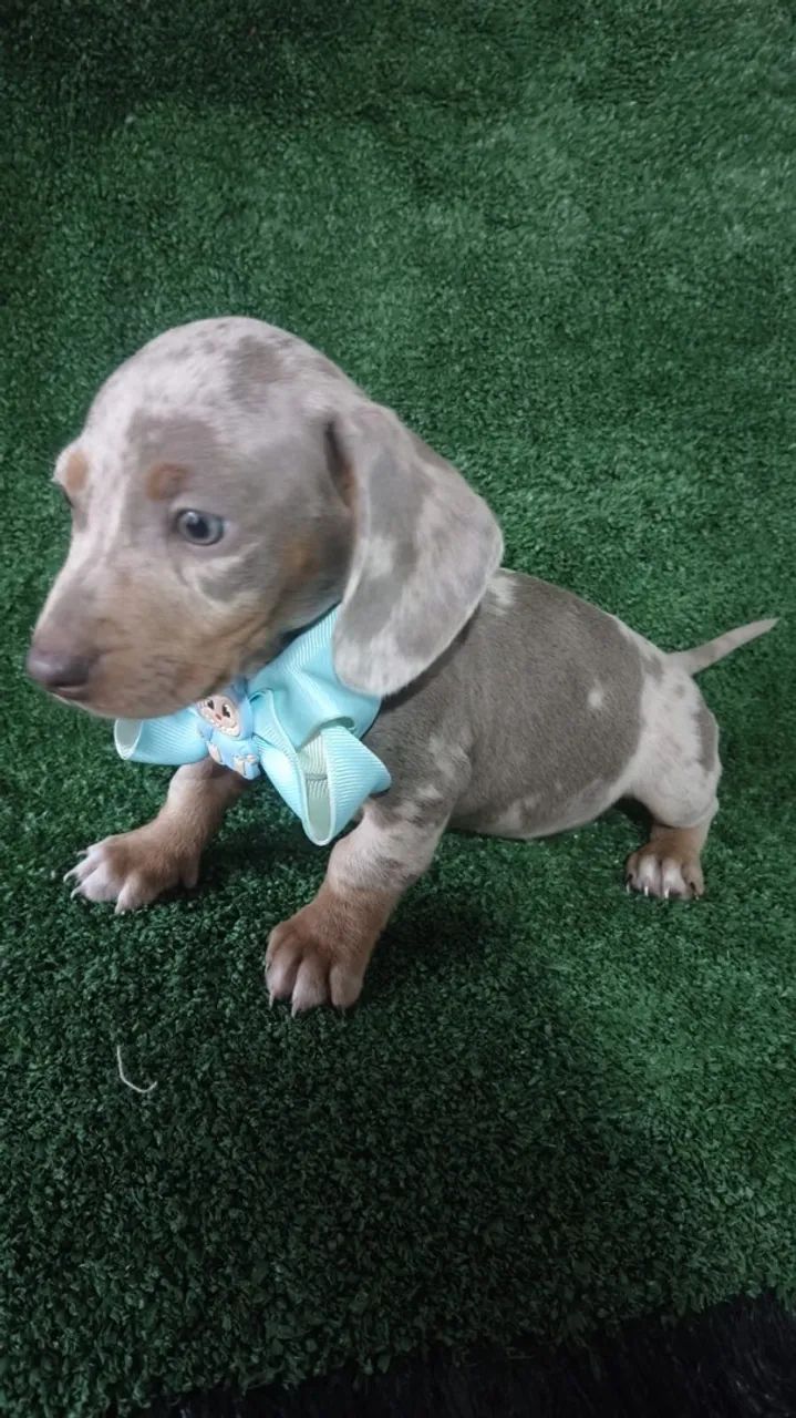 Dachshund Mini 