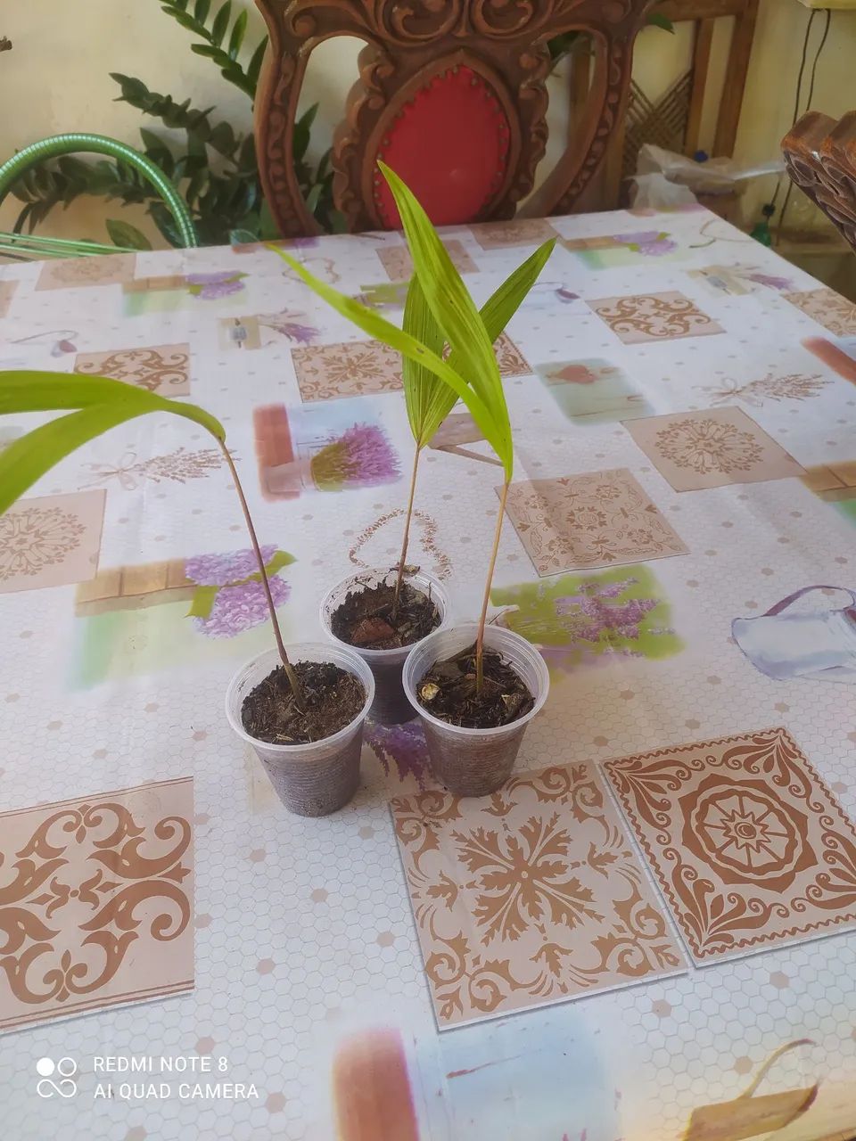 Mudas de açaí  - Foto 2