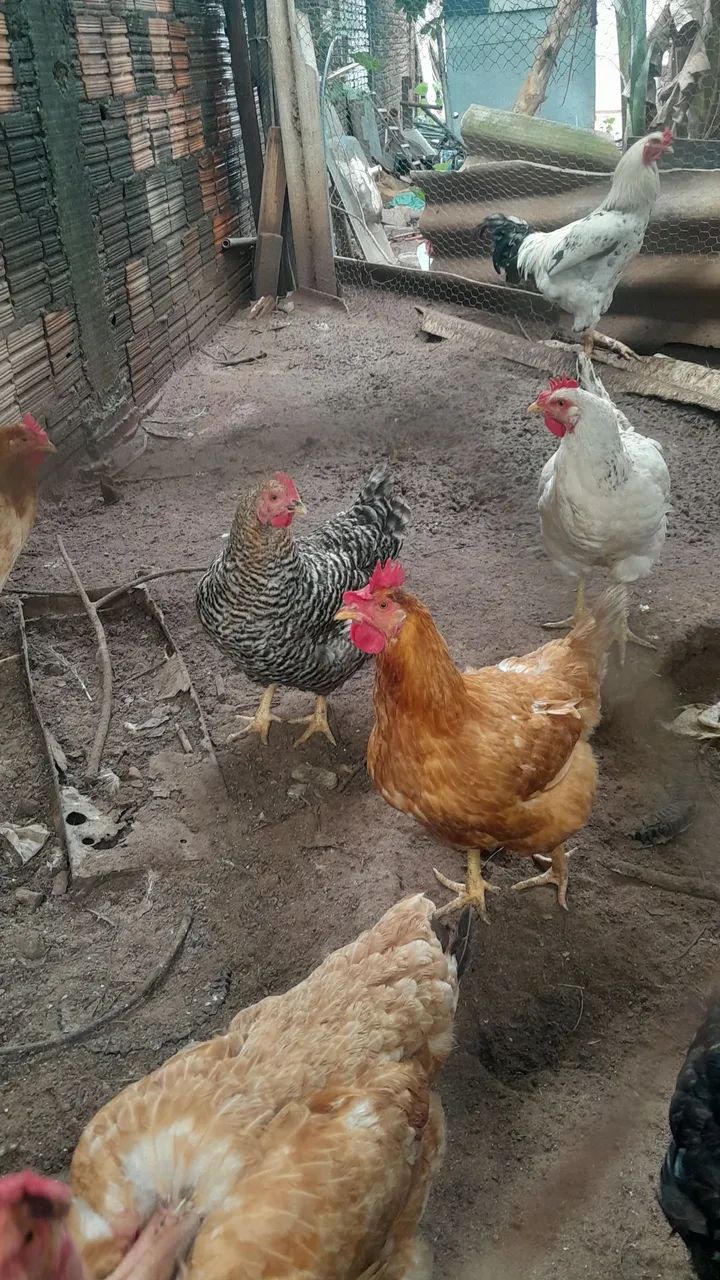 ? galinhas - Foto 4