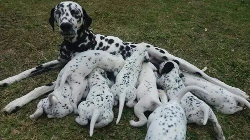 dalmata 