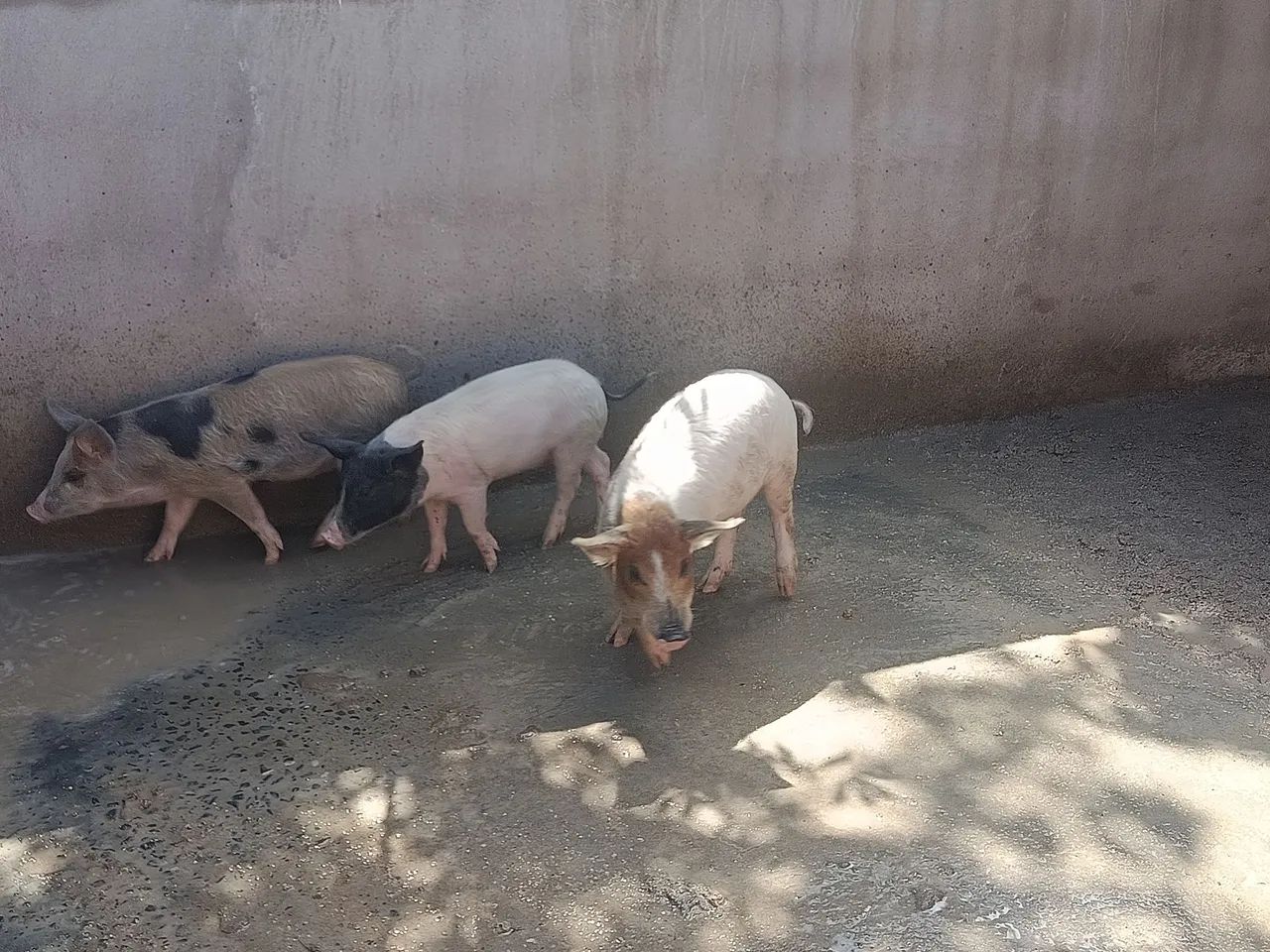 Leitoa  - Foto 3