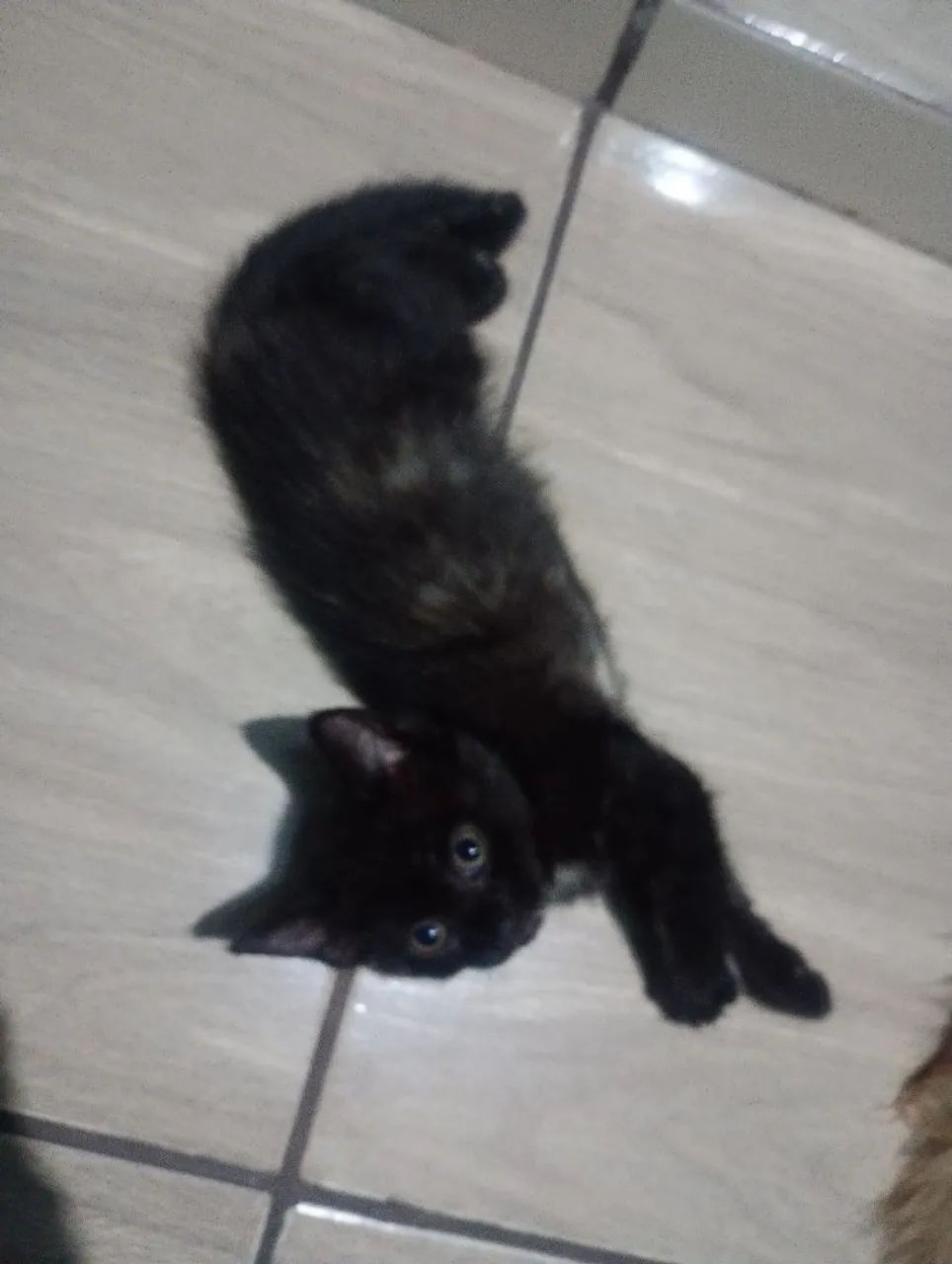 Gatinha super alegre