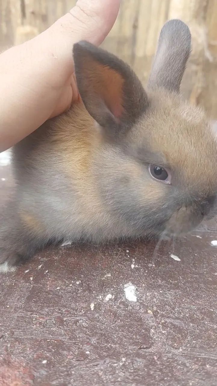 Filhotes de Mini Coelho Arlequim disponíveis para REServa - Foto 4