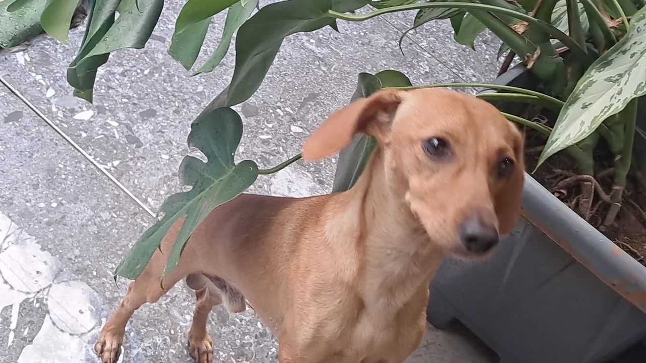 Mosces