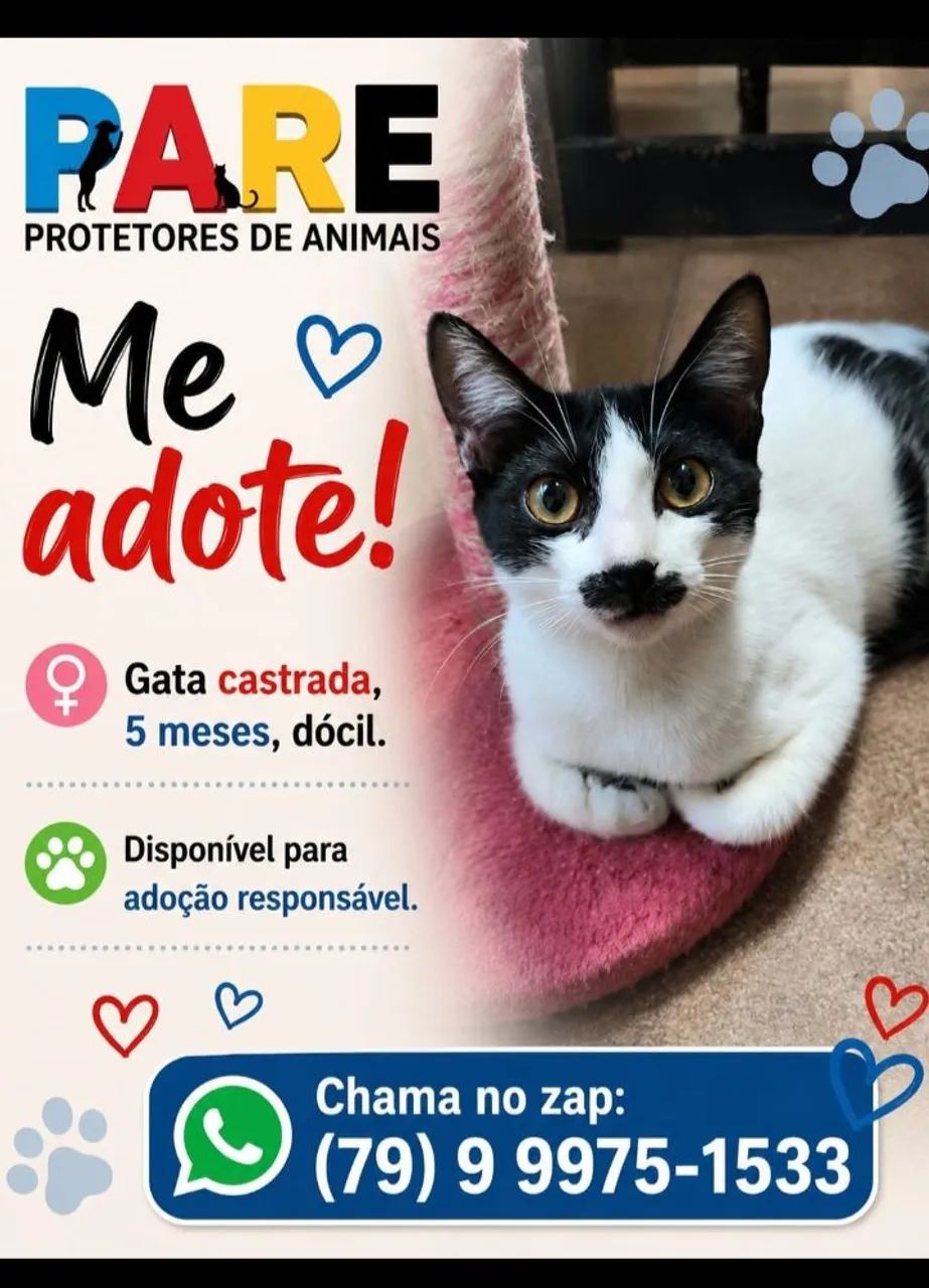Lindos Gatinhos!! - Foto 4