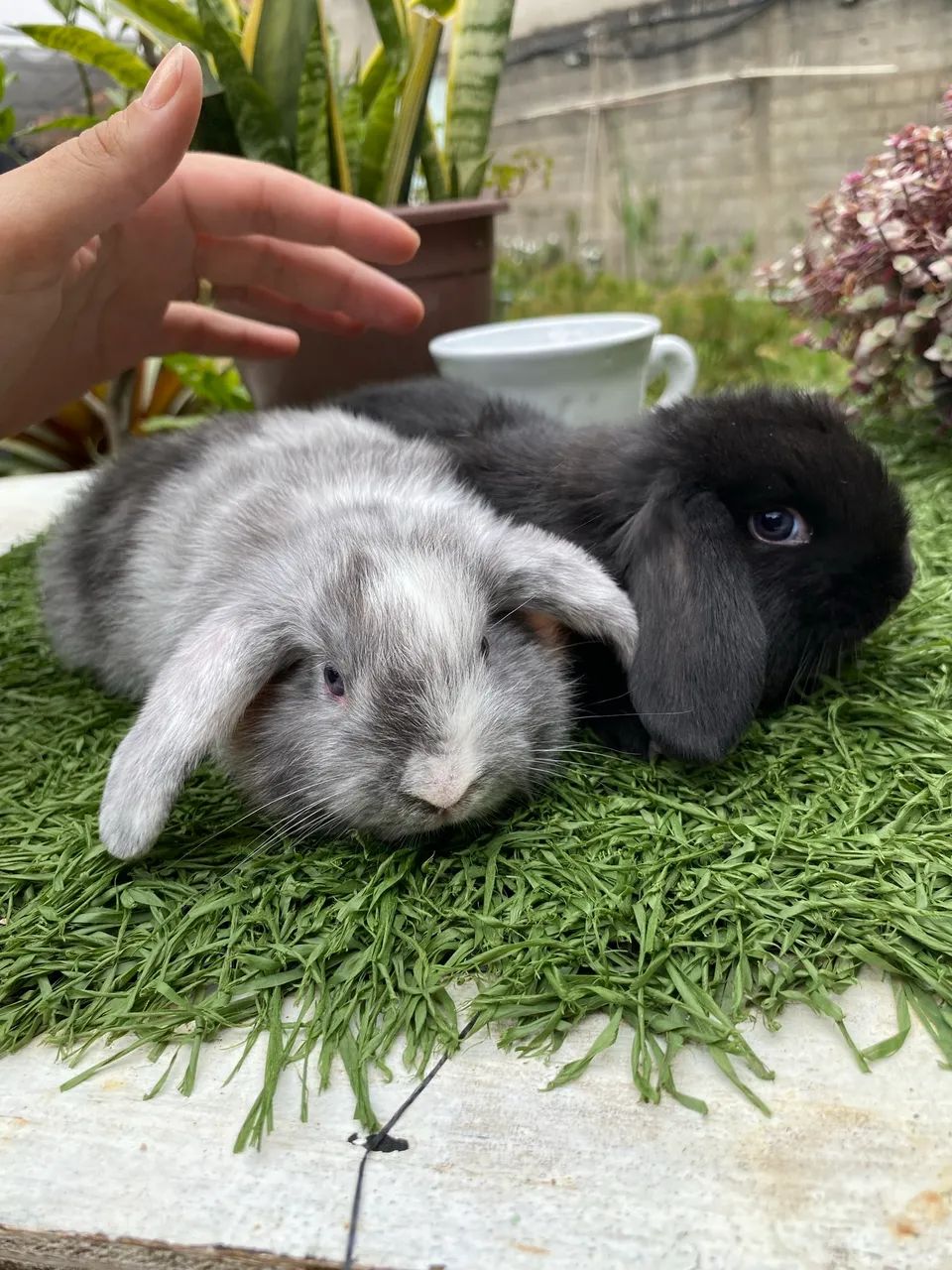 Coelho Mini Lop filhotes fofinhos - Foto 2