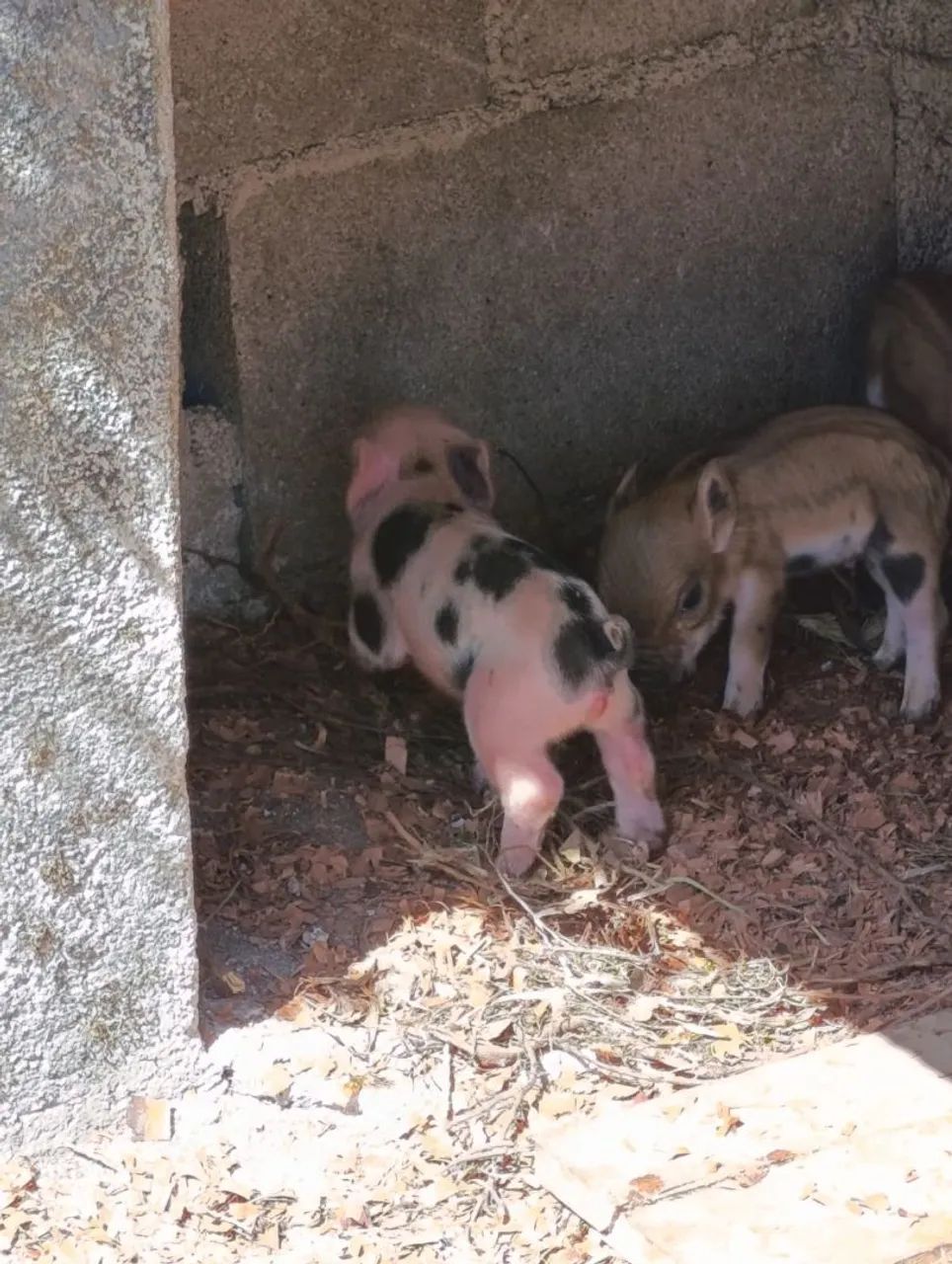 Mini Pig  - Foto 2